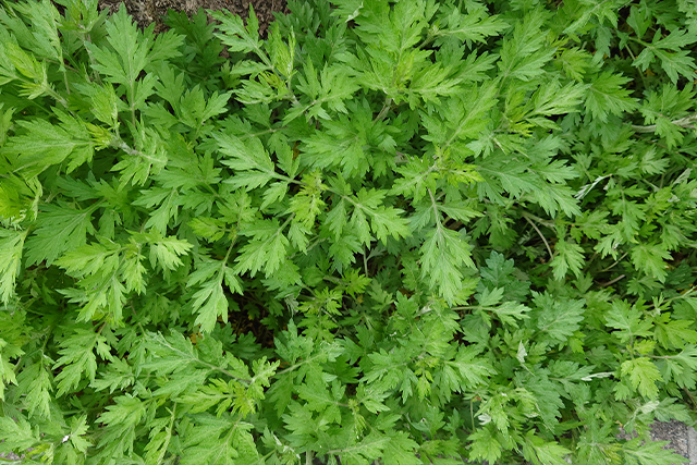 よもぎ蒸しプラン